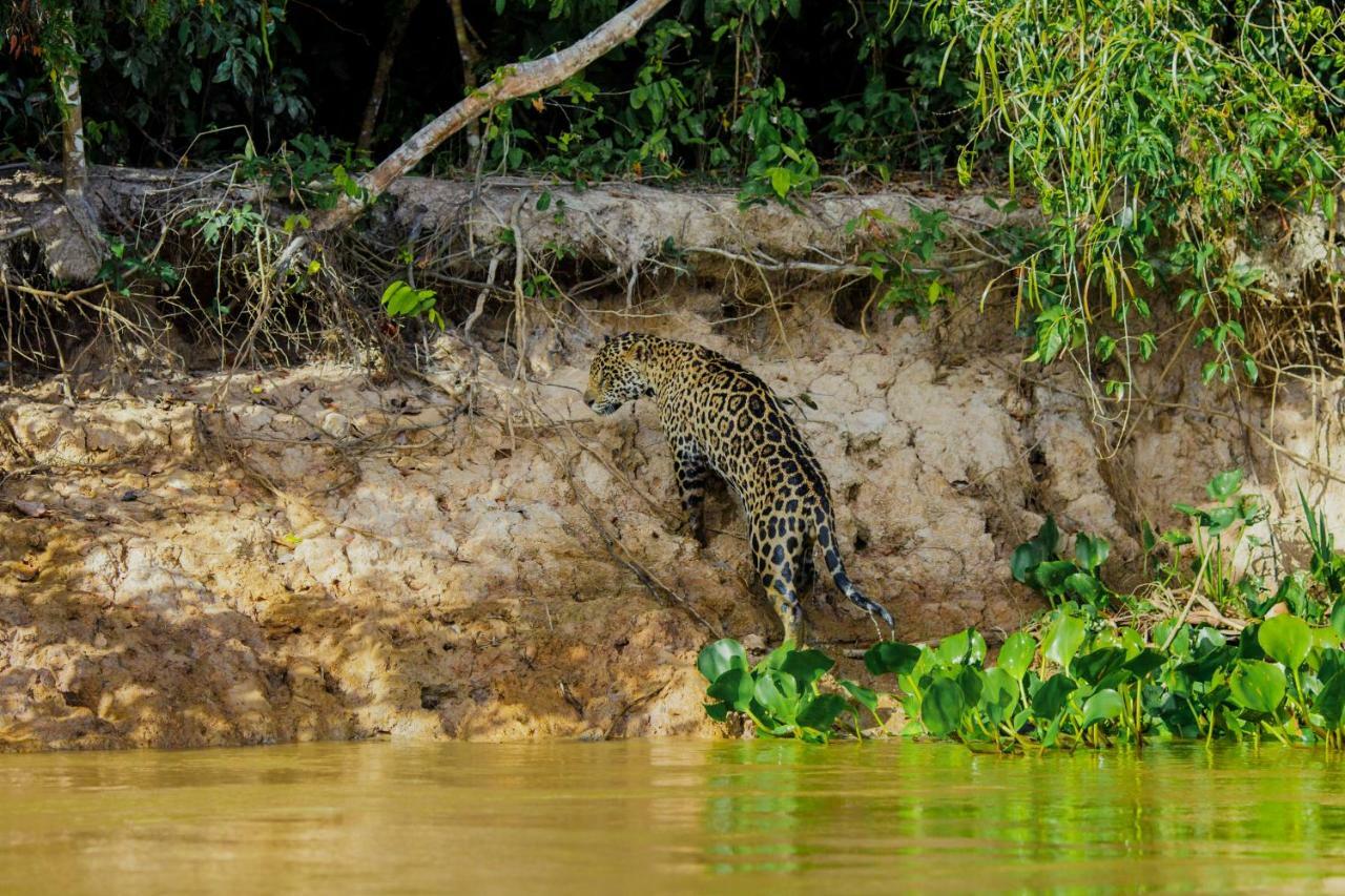 Santa Rosa Pantanal Hotel Porto Jofre Buitenkant foto